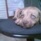 mi cachorra triste